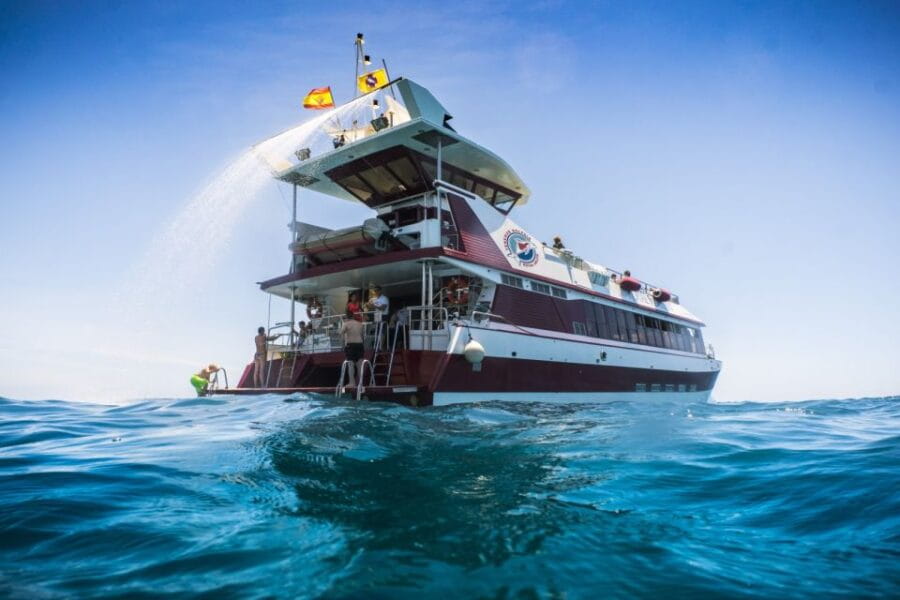 Adeje: Whale and Dolphin Watching Cruise with Lunch and Swim - Who Will Love This Tour?