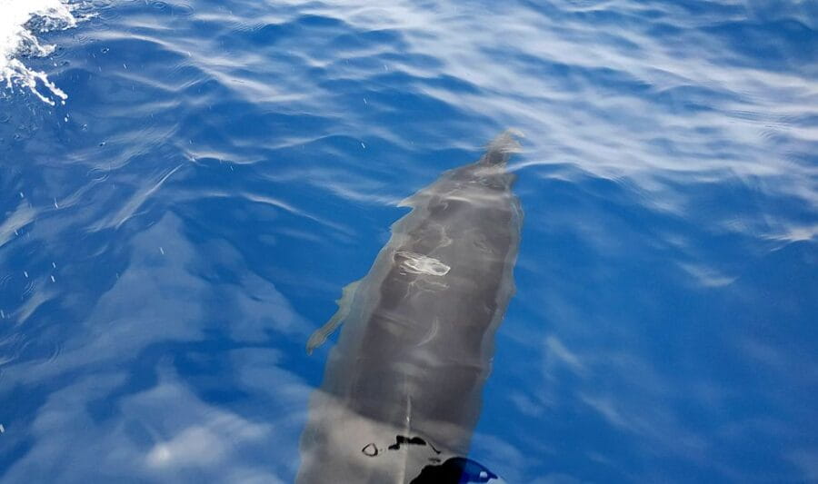 Agia Galini: South Crete Sailing Trip with Optional Lunch - The Hidden Beaches and Scenic Stops