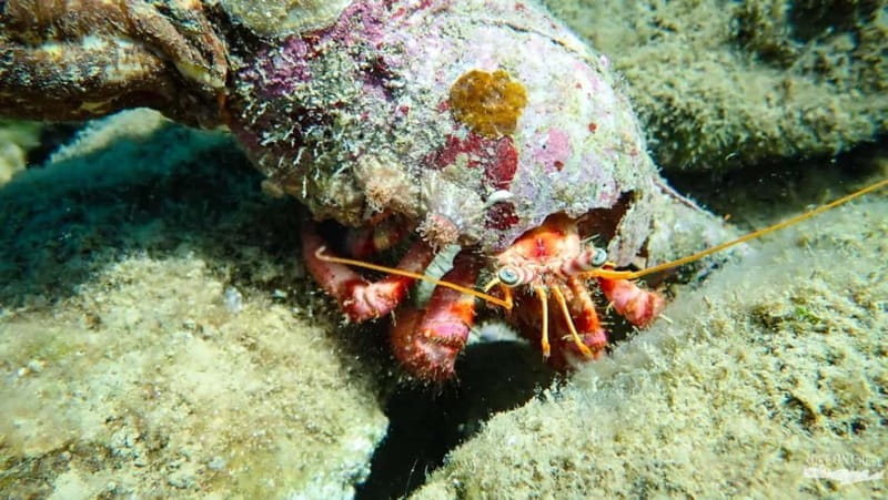 Agia Pelagia: Scuba Diving Activity for Children - Exploring the Itinerary in Detail