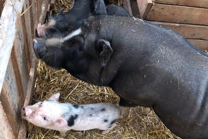 Agriaperitivo in a 3-Hour Farm Activities in Ugento - Logistics and Practicalities