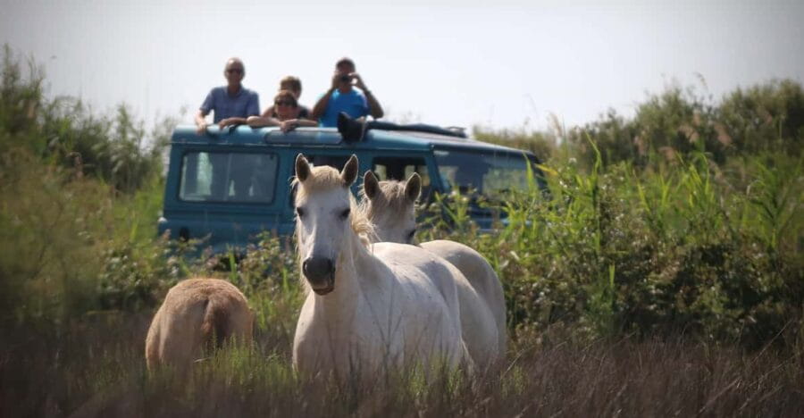 Aigues Mortes: Jeep Photo Safari in Camargue - The Unique Charm of Guided Commentary and Cultural Insights