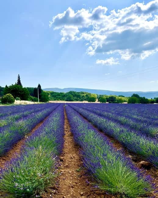 Aix en Provence: Lavender Fields & LOccitane Factory - Practical Tips for the Tour