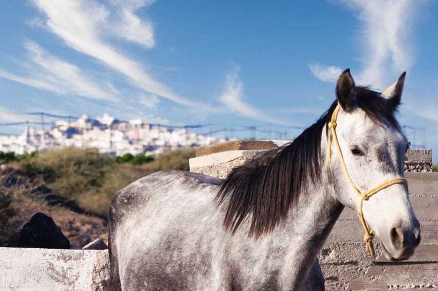 Akrotiri: Guided Horseback Riding Day Trip to a Beach - Who Should Consider This Ride