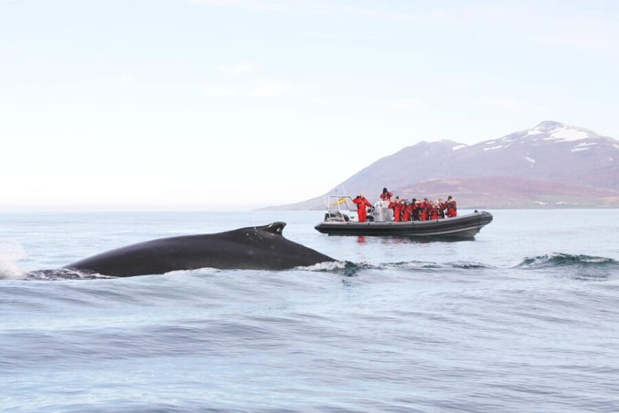Akureyri: 2-Hour Whale Watching Express by RIB Speedboat - Who Should Consider This Experience?