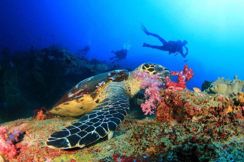 Alanya: Scuba Diving Tour Incl. Lunch with Hotel Transfer - Who Should Consider This Tour?