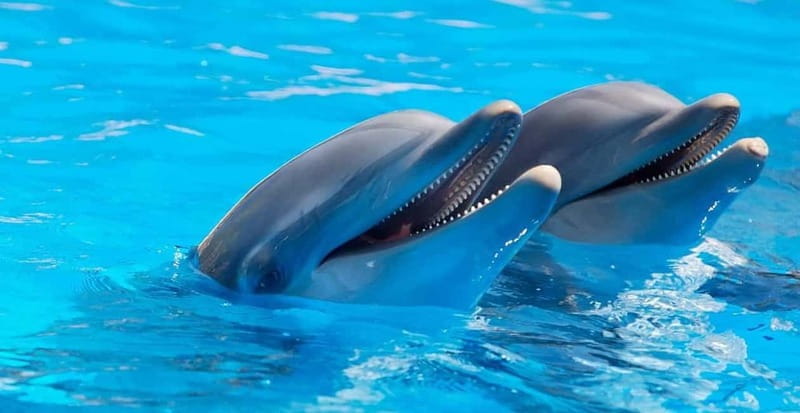 Alanya: Sealanya Dolphinpark Dolphin Show Tour - What to Expect from the Experience