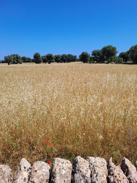 Alberobello: e-bike tour and orecchiette cooking class - Price and How It Fits the Experience