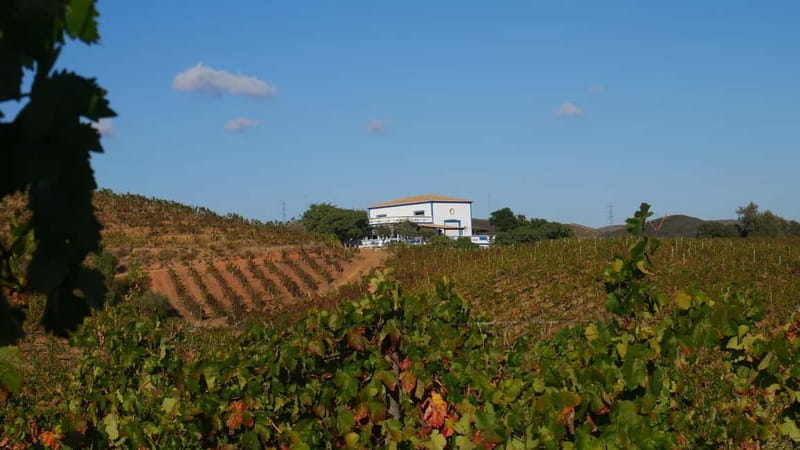 Albufeira, Olhão, Faro: visit to a vineyard, free time in Silves - Who This Tour Is Best For
