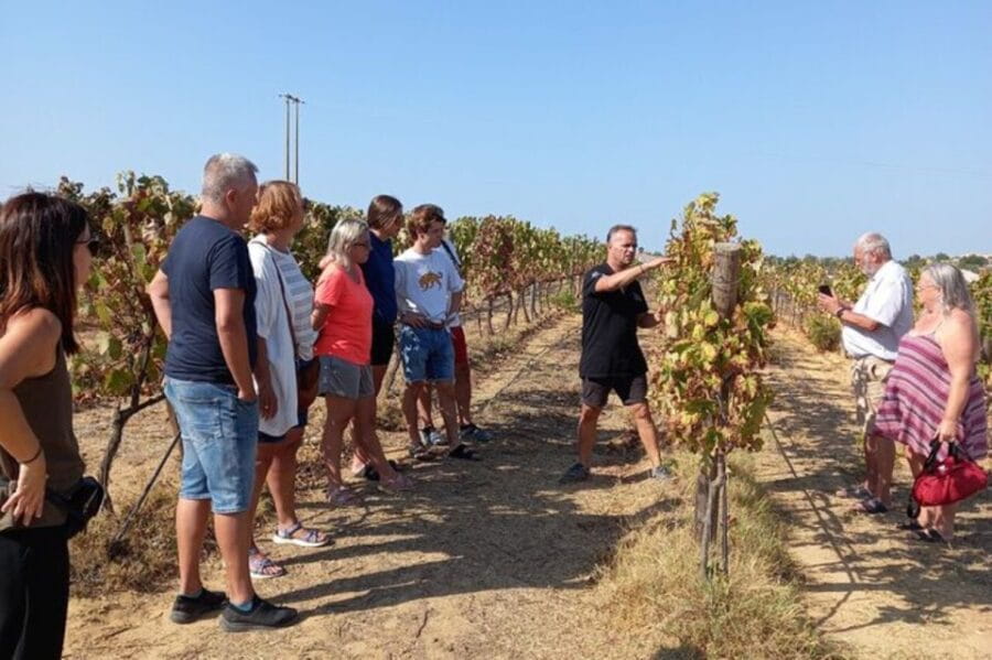 Albufeira/Vilamoura: Winery Tour with Wine Tasting and Tapas - Who Will Love This Tour?