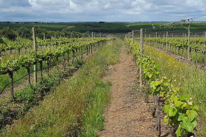 Alentejo Wine Tour from the Algarve - FAQ