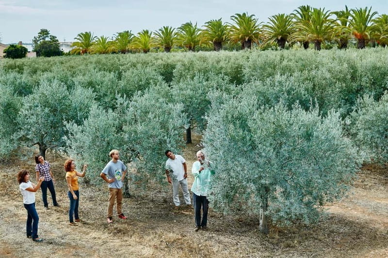 Algarve: Olive Oil, Market, and Ria Formosa Boat Tour - Who Will Love This Tour?