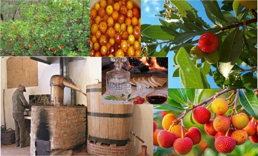 ALGARVE'S ARBUTUS BERRY TRAIL - Why This Tour Offers Real Value