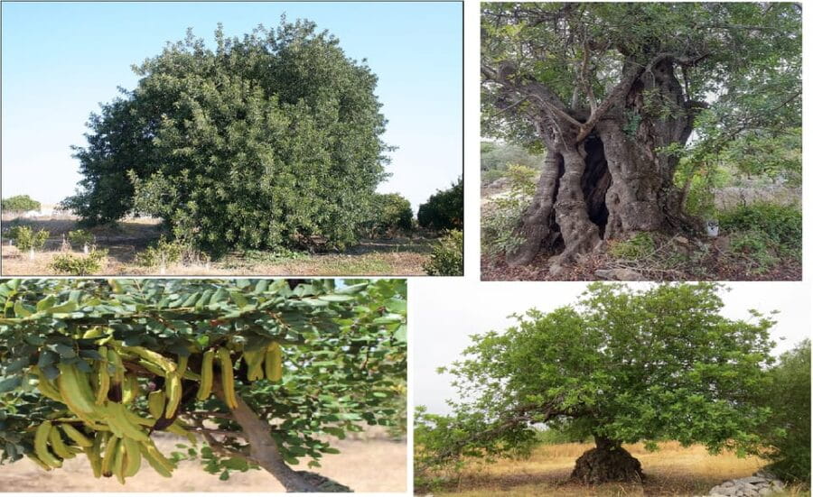 ALGARVE'S CAROB TRAIL - Who Will Love This Tour?