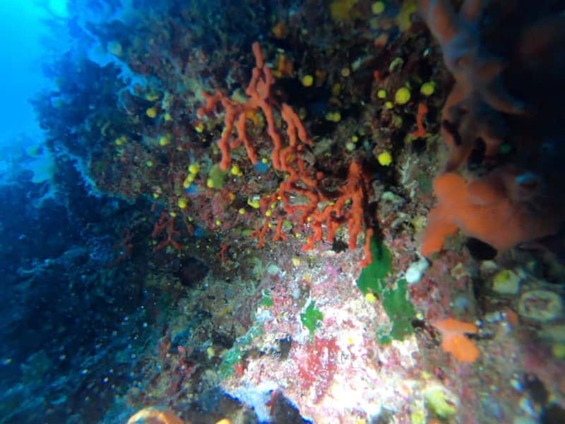 Alghero: Diving - An In-Depth Look at Algheros Diving Adventure