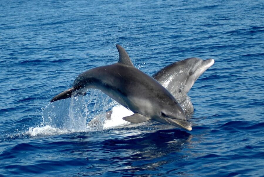 Alghero: Dolphin Watching Tour with Marine Biologists - FAQ