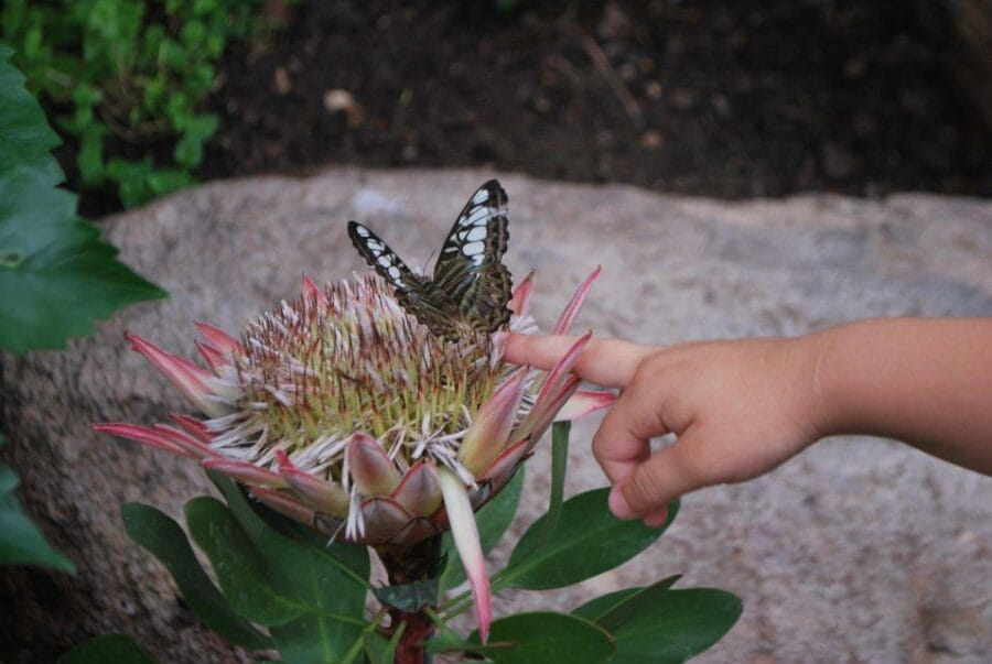 Alghero: Visit at the Butterfly House - Exploring the Butterfly House: A Detailed Look