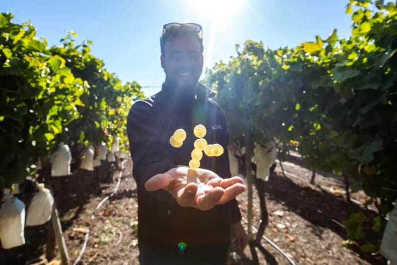 Alicante: Countryside Wine Tour with 4 Tastings - Final Thoughts: Is This the Right Experience for You?