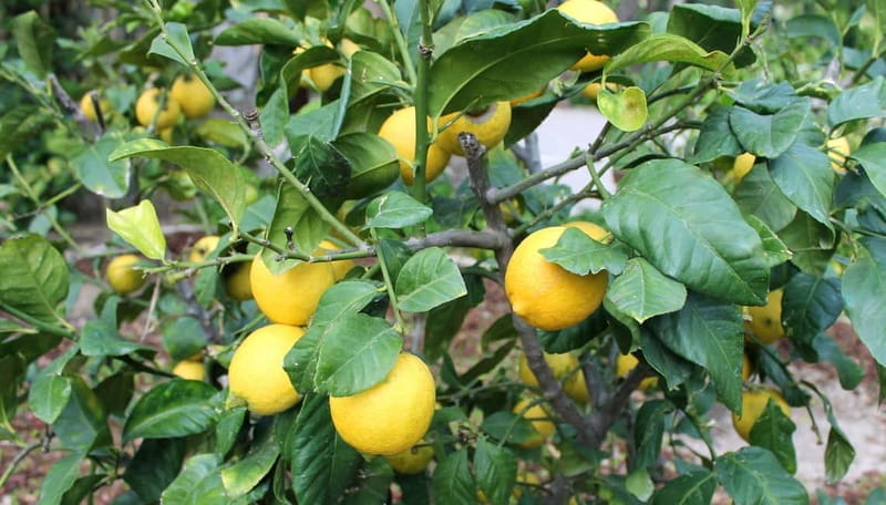 Alicante: UNESCO Heritage Palm grove & Artistic Garden Tour - The Itinerary in Detail