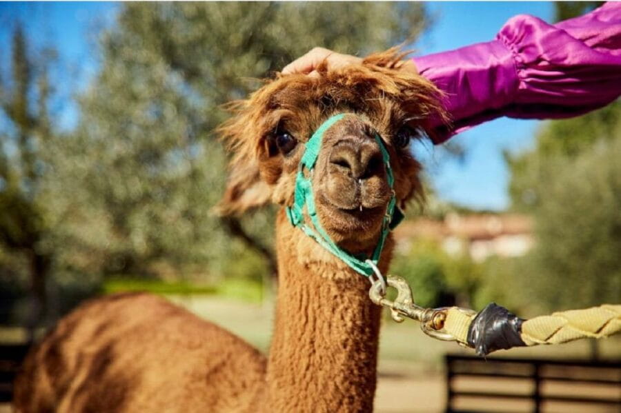 Alpaca Trek in Valdichiana Senese - Exploring Tuscany Through Alpacas: A Practical and Authentic Experience