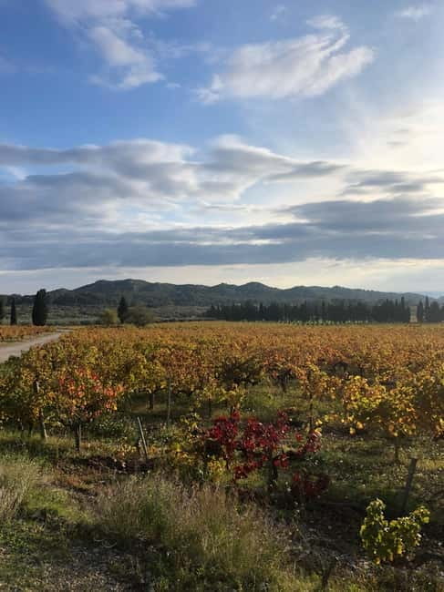 Alpilles: Tours, wine tastings and bistronomic restaurant - A Tasty Break at a Bistronomic Restaurant