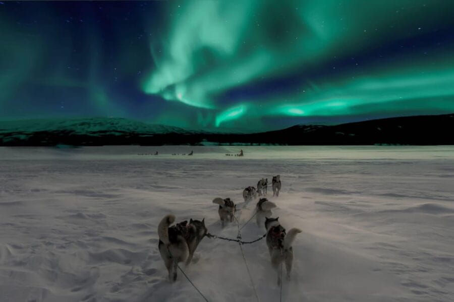 Alta: Dog Sledding Trip under the Northern Lights - The Sum Up: A Genuine Arctic Winter Experience