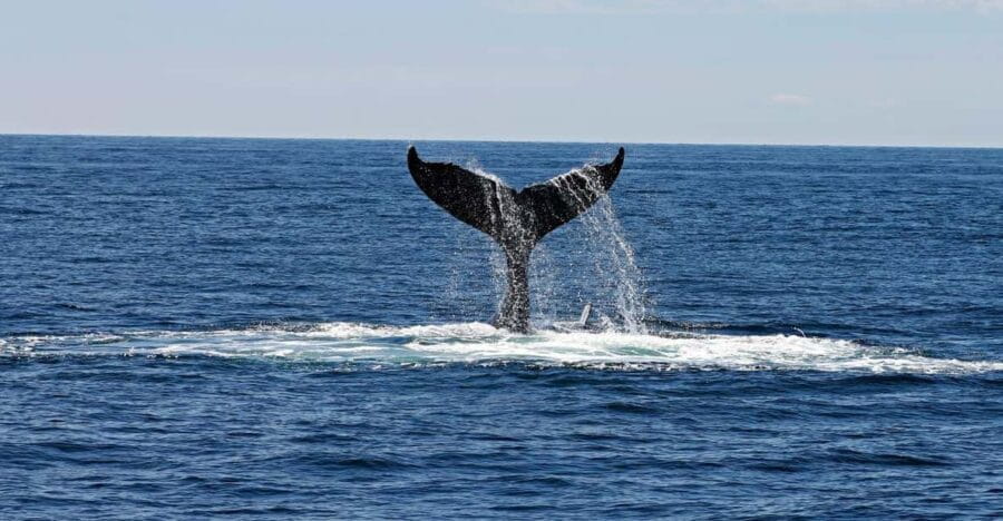 Alta Fjord: Private Whale Watching Tour - The Value of a Private Whale Watching Experience