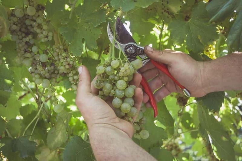 Amalfi Coast: Vineyard Tour with Wine Tasting and Lunch - FAQ: Your Questions About the Amalfi Coast Vineyard Tour