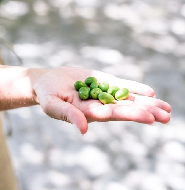 Amalfi Coast vintage tour with olive oil tasting in Ravello - Olive Oil Tasting: A Taste of Italy’s Heart