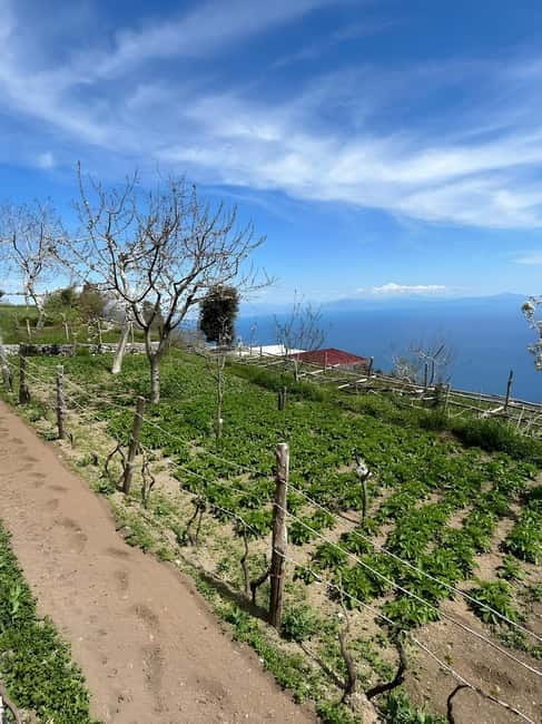 Amalfi: Grow your own vegetables and enjoy lunch with wine - Exploring Amalfi’s Farm Life: A Closer Look