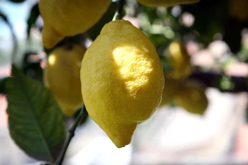 Amalfi Monumental Garden - Lemon Grove Guided Tour - The Historic Roots of Amalfi’s Lemon Cultivation