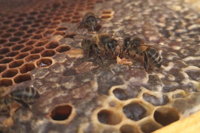 Amazing experience with Bees, honey and Pollen in Madeira Island - Practical Details and Logistics