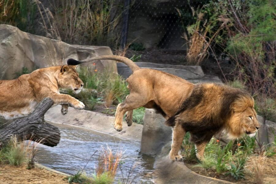 Amsterdam: ARTIS Royal Zoo and ARTIS Groote Museum Ticket - Inside the Zoo: Details and Highlights