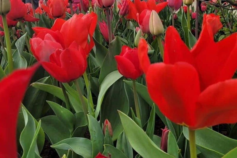 Amsterdam: Keukenhof Tulip Gardens Private Tour - The Logistics: What to Know Before Booking