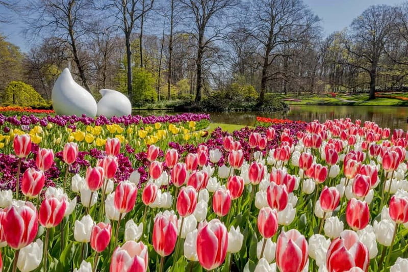 Amsterdam: Tulip Farm Visit, Keukenhof, and Windmill Cruise - The Sum Up