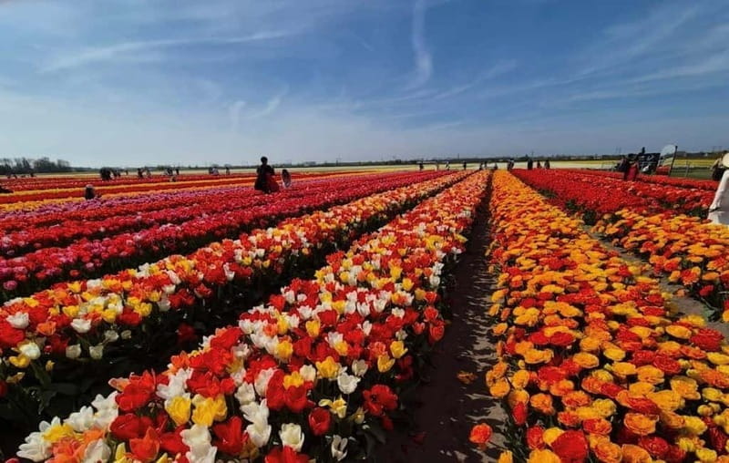 Amsterdam : Tulip Wonderland Tour - Who This Tour Is Best For