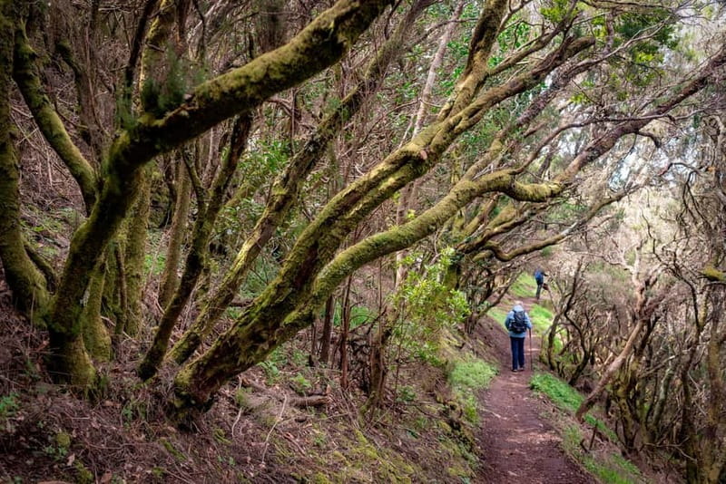 Anaga Mountains Tenerife - Chamorga Guided Hike - The Laural Forest: A Touch of Magic