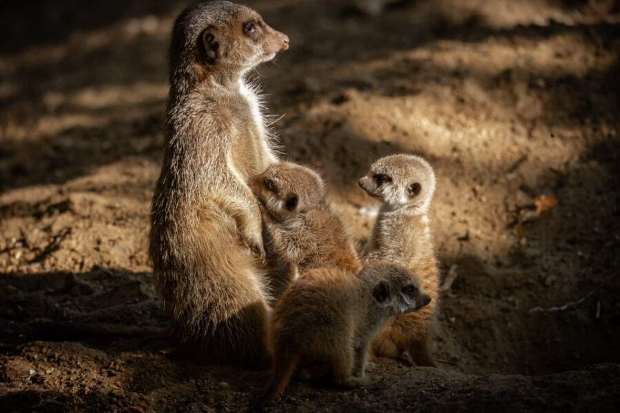 Antwerp: ZOO Entry Ticket - Exploring the Animal Exhibits: From Gorillas to Giraffes