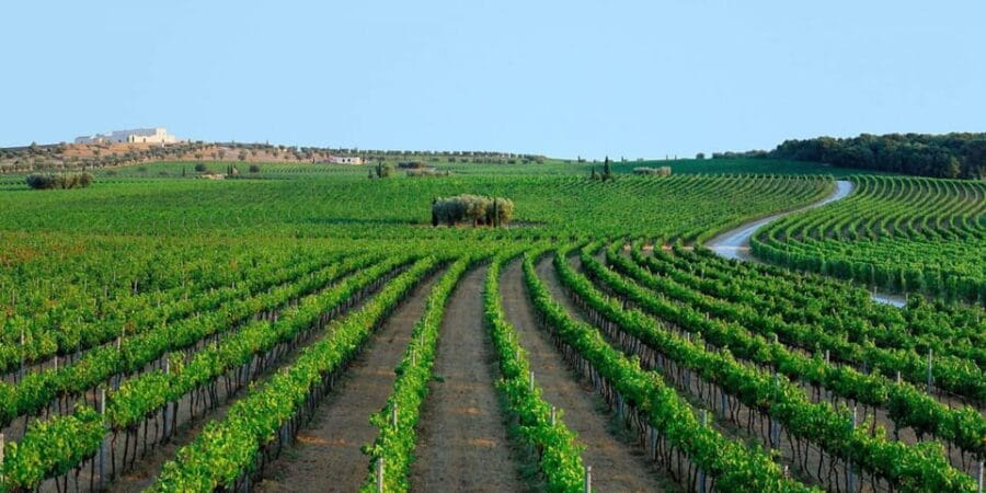 Apulia: Guided Vineyard Tour with Wine Tasting - A Walk Through Indigenous Vineyards