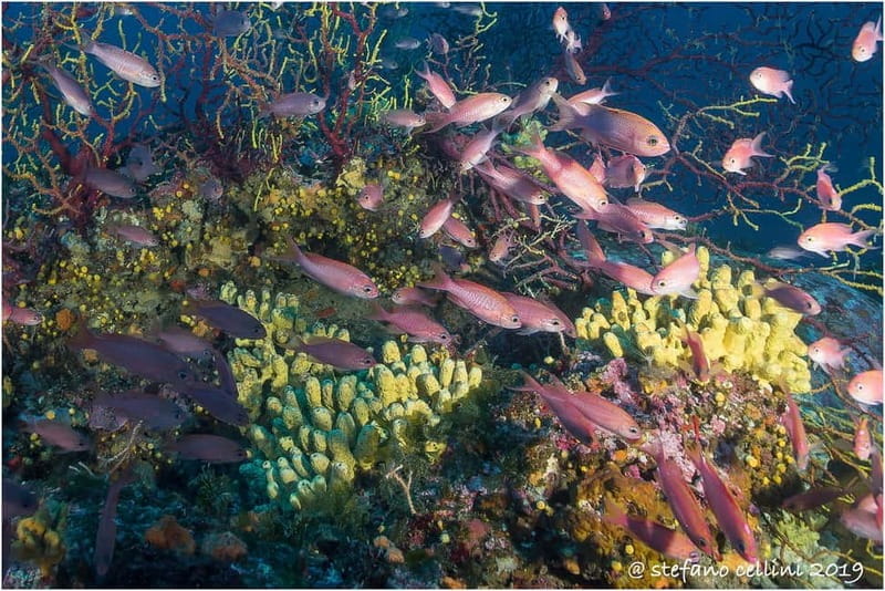 Area Marina Protetta di Tavolara:Battesimo del mare - What Youll Do During the Full Day