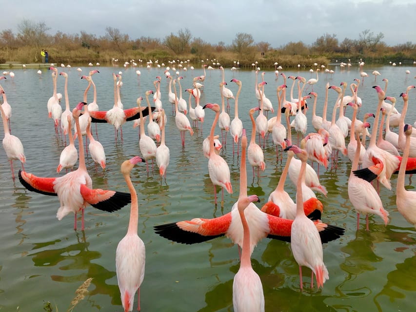 Arles & Camargue Natural Park (including Aigues Mortes) - Starting in Arles: Roman Legacies and Van Gogh’s Footsteps