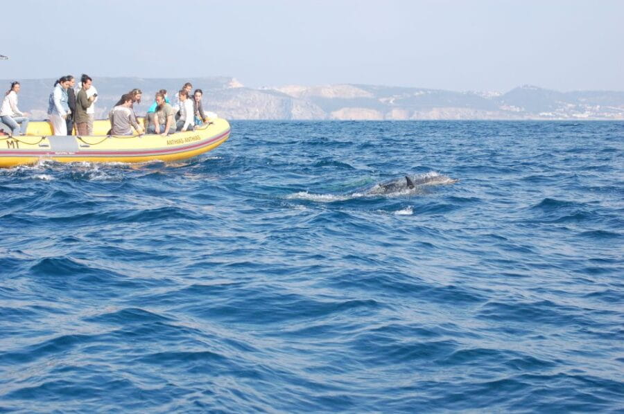 Arrábida - Sesimbra: Dolphin Watching - Scenic Stops Along the Coastline