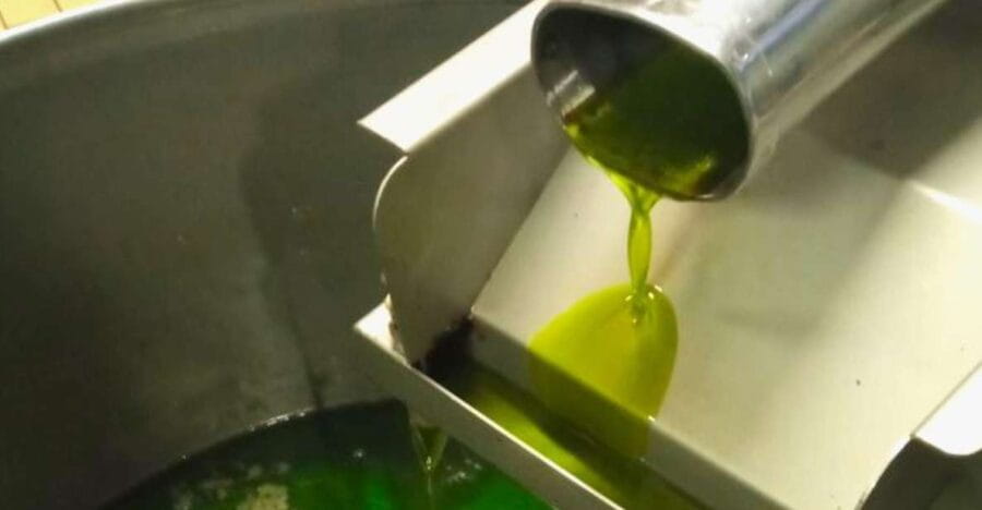 Ascoli Piceno: Olive Oil Tasting with local products - Who will love this experience?