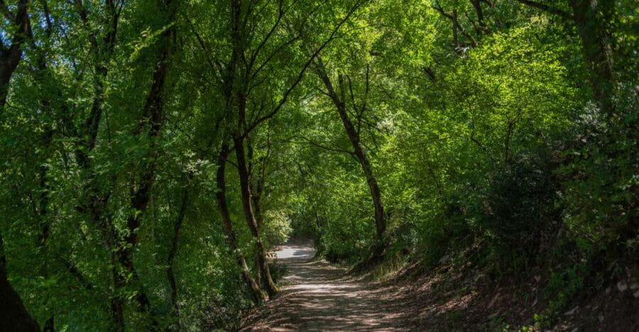 Assisi: Bosco di San Francesco Entry Ticket - Who Would Enjoy This Experience?