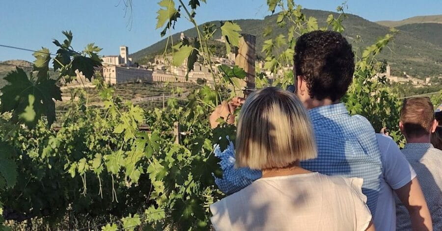 Assisi: Wine tasting, gourmet pairing, walk in the vineyards - Entering The Vineyards: A Well-Paced, Scenic Tour