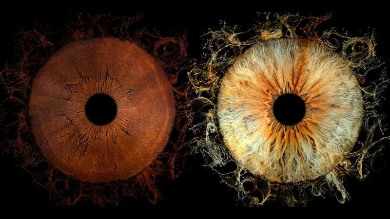 Avignon: Reveal the beauty of your iris with Iris Galerie - The Experience Itself: What to Expect