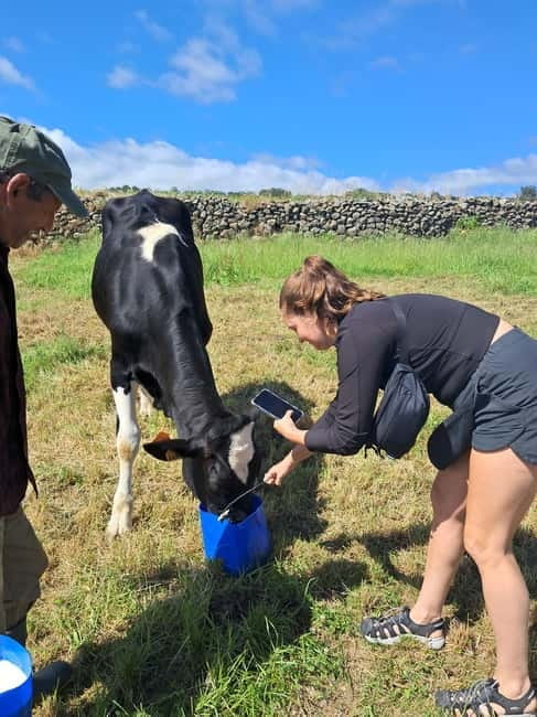 Azores: Half-Day Dairy Farm Tour - The Bottom Line on the Experience