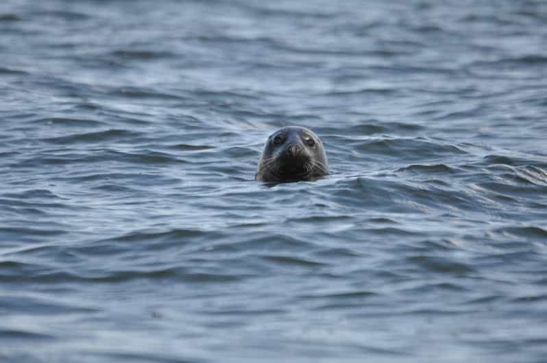 Baabe on Rügen: Seal-Spotting Cruise in the Baltic - What to Expect: From Shore to Seal