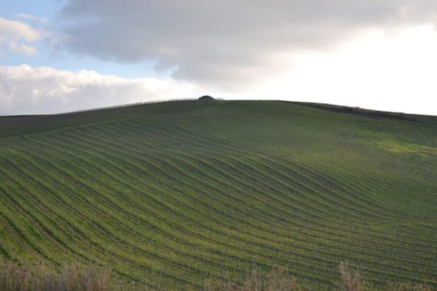 Baglio Florio Adamo: Oil Tasting - Walking Through the Olive Groves: Nature and Tradition Hand in Hand