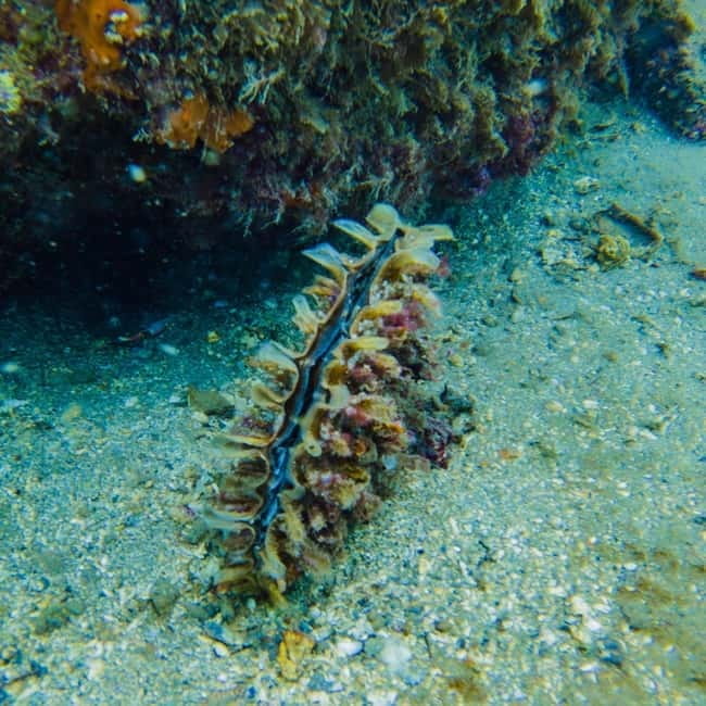 Baia Archaeological Park: underwater tours, snorkeling, try scuba diving. - Facilities and Equipment—Comfort and Convenience