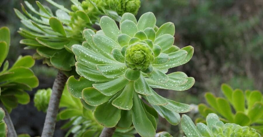 Balades Découverte La Laguna & Anaga - Savoring Canarian Cuisine: Lunch Time Delights
